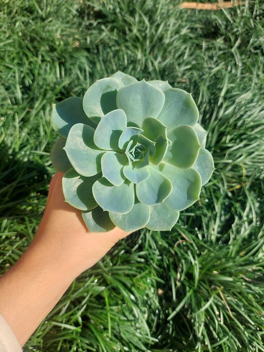 [Planta] Suculenta Echeveria secunda