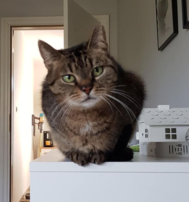 KICIA LOLA - piękna, spokojna koteczka, której umarł opiekun/Poznań