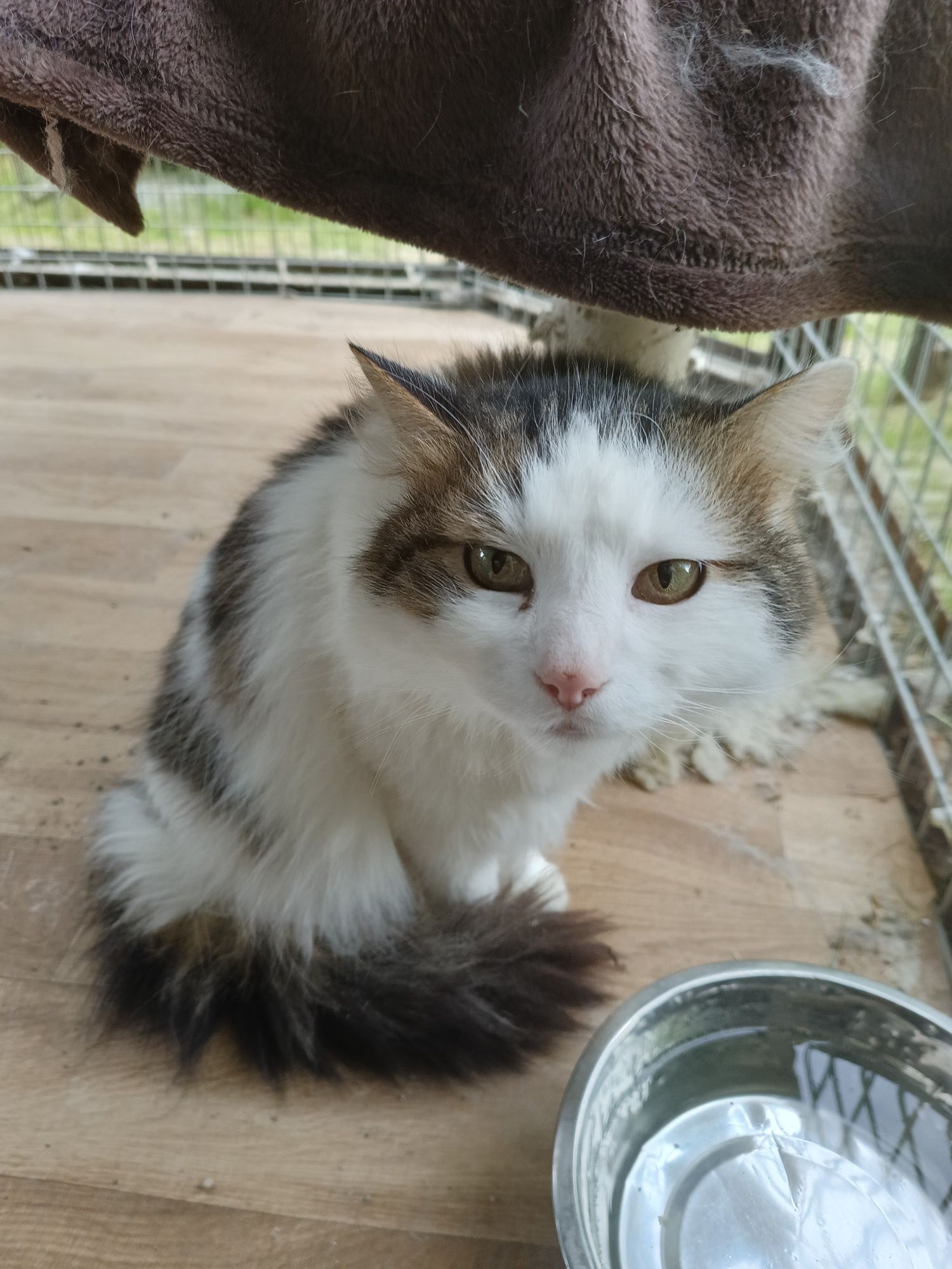 Kot do adopcji. Ricky. Oddam kota.