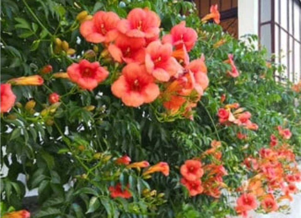 Кампсис лиана саженцы