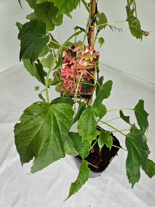 Winobluszcz trójklapowy 90cm – dekoracyjna roślina pnąca do ogrodu