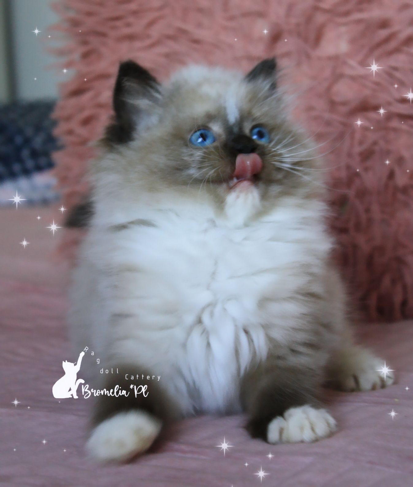 Ragdoll kotka seal mitted