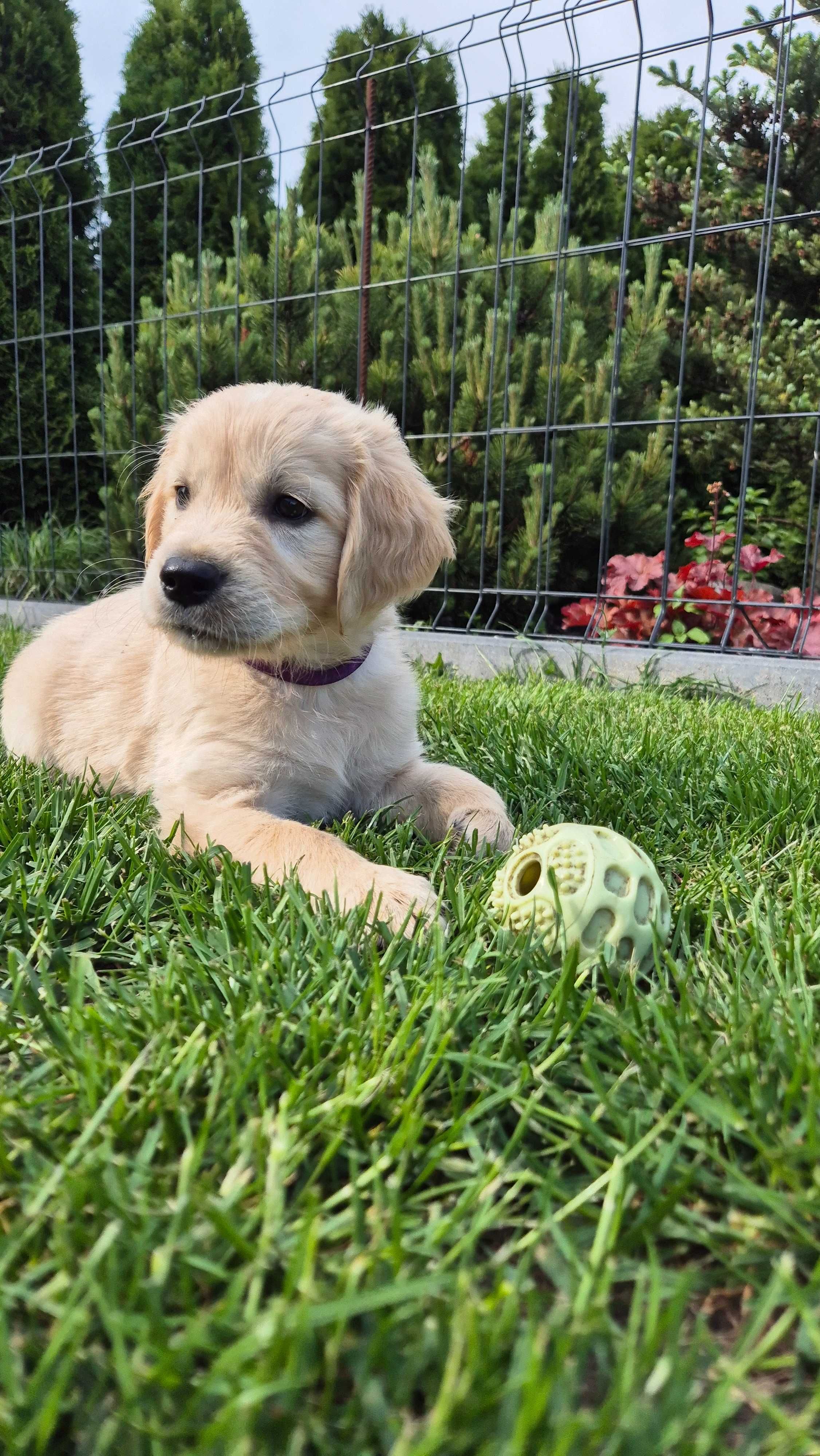 Golden Retriever ZKwP FCI