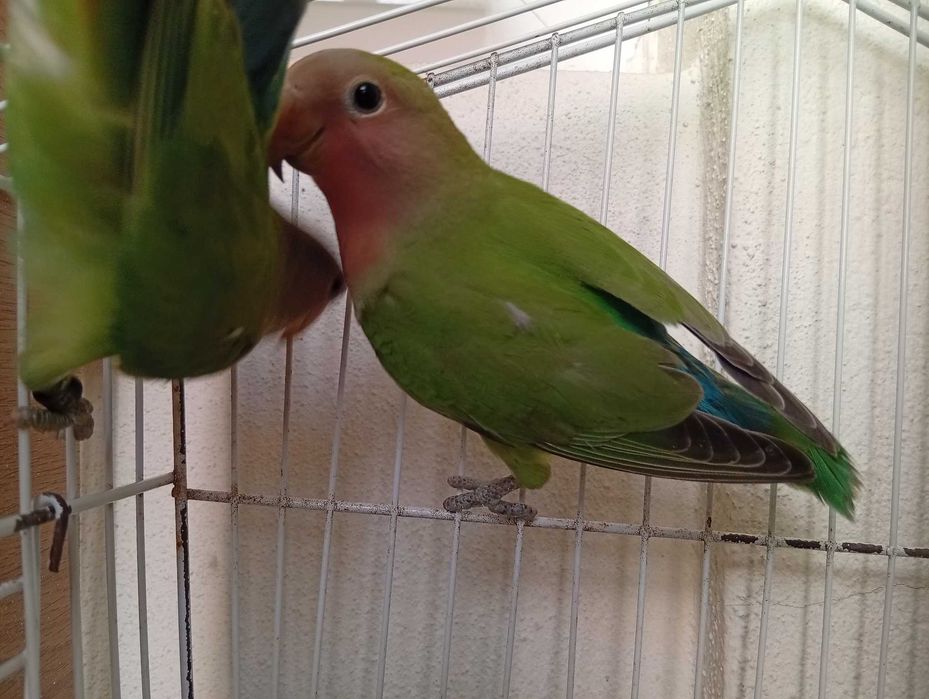 Agapornis roseicollis, novos 2025