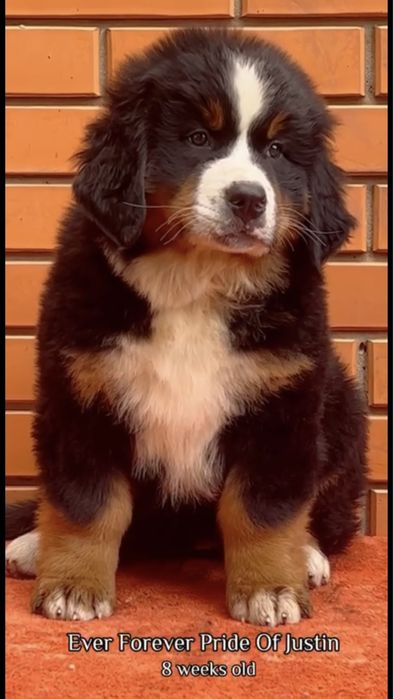 Бернський зененнхунд