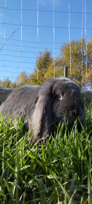 Króliki baran francuski