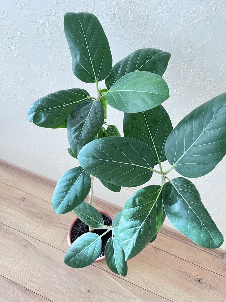 Бенгальский фикус (Баньян), фикус Одри (ficus benghalensis Audrey)