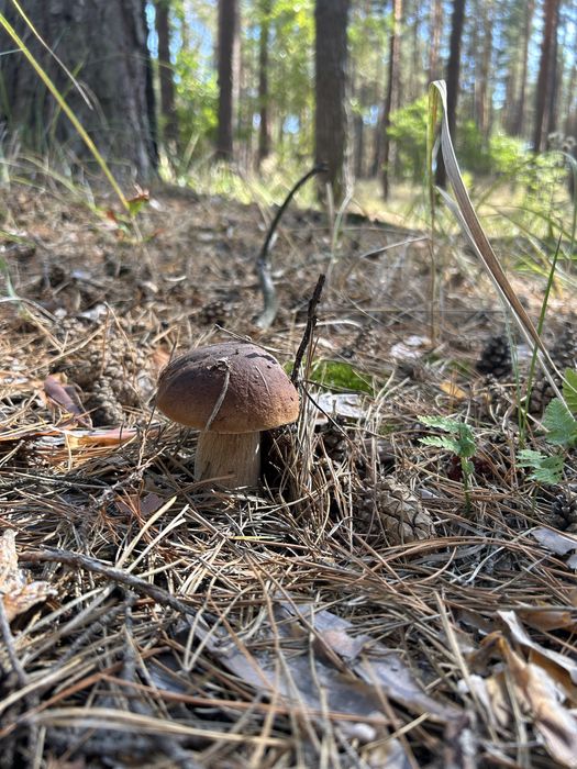 Аренда дома , чан в  сосновом лесу на берегу реки Днепр, посуточно