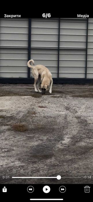 Продам Кангал дівчинка