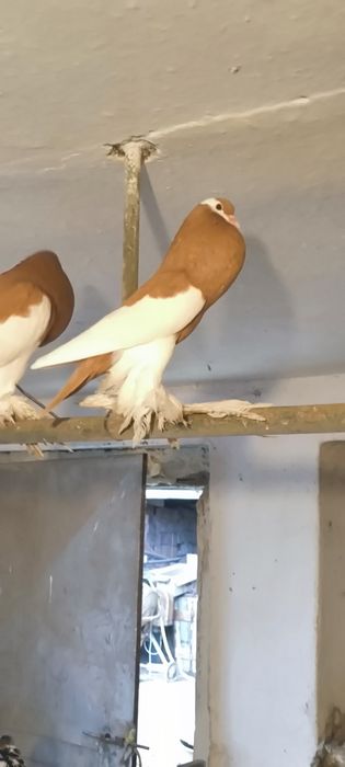 Garłacz siodłaty Czeski samica