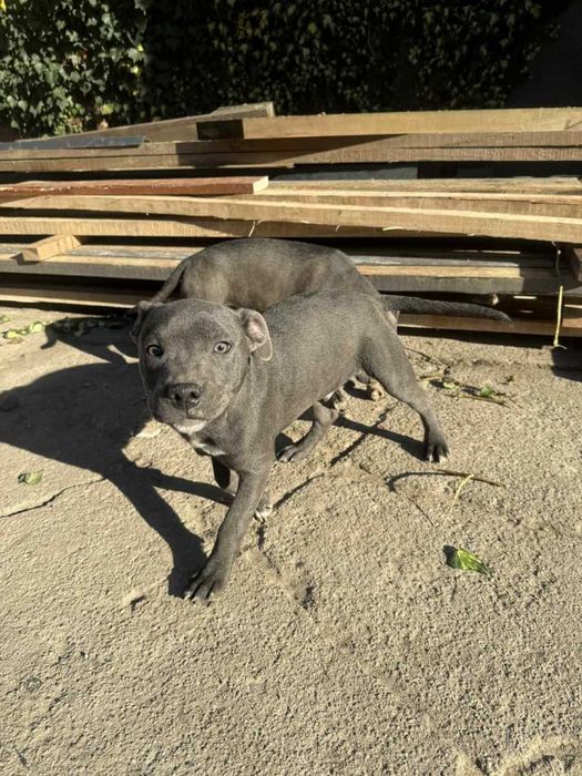 Staffordshire Bull Terrier piesek