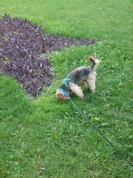 хлопчик Йорк шукає дівчинку