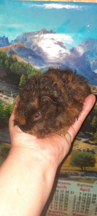 Породиста довгошерста морська свинка