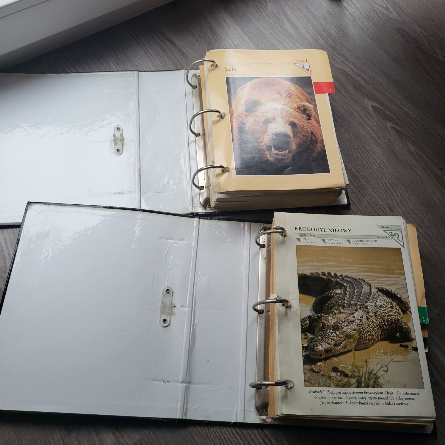 Encyklopedia zwierząt 2 segregatory