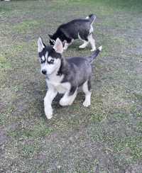 Szczeniak Siberian Husky