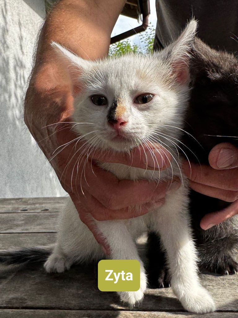 Małe koteczki do adopcji