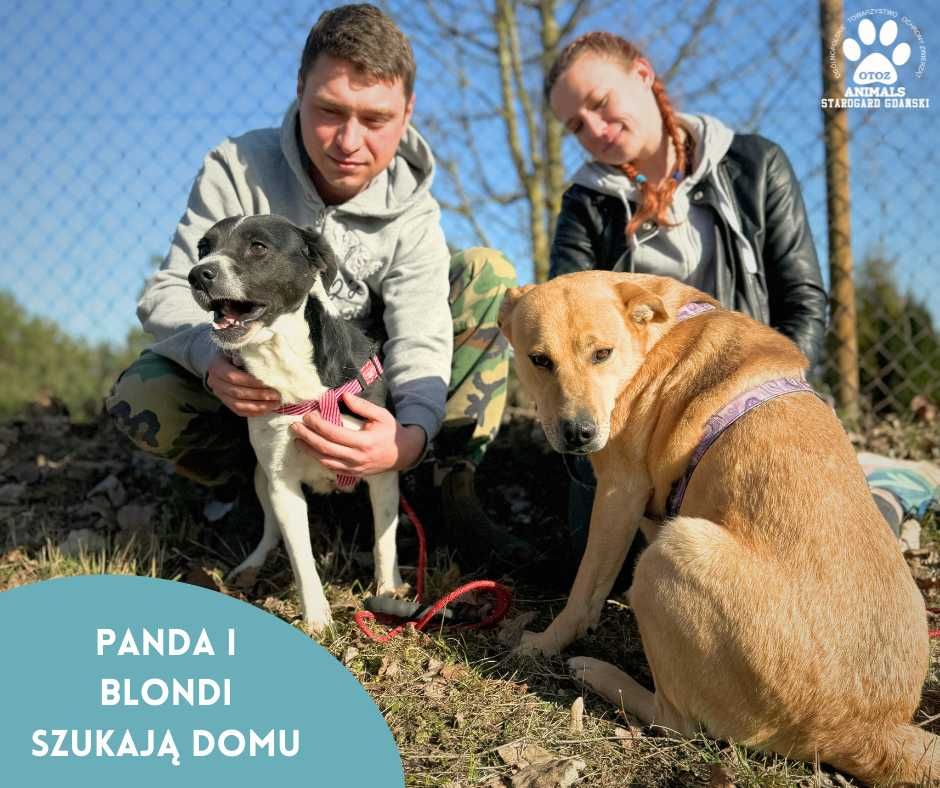 Blondi i Panda szukają domu!