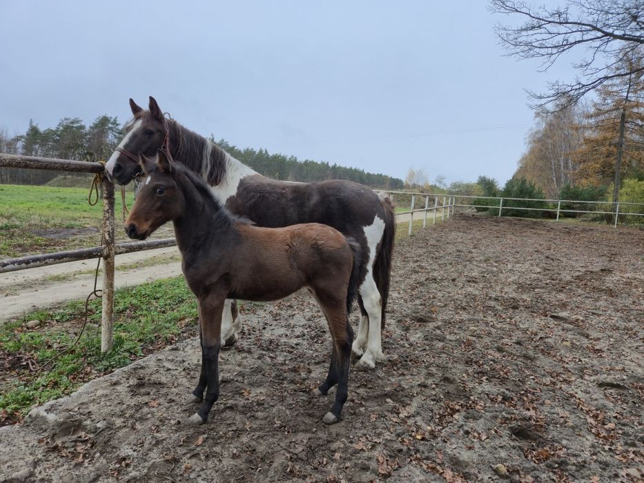 klacz kasztanowatosrokata z źróbką