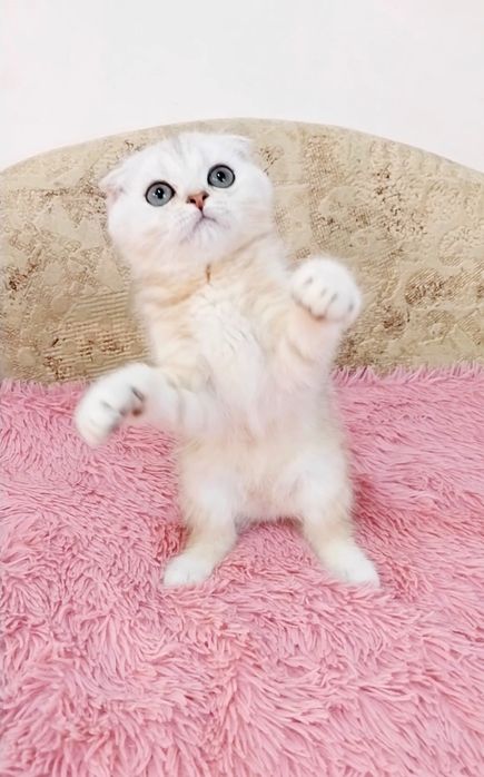 Чудо маленьке шотландський хлопчик красунчик