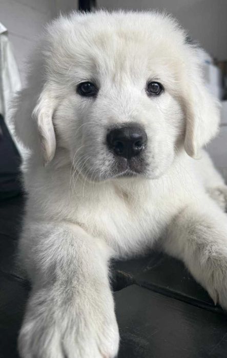 Owczarek Podhalański