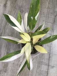 Philodendron Wend Imbe variegated (філодендрон)