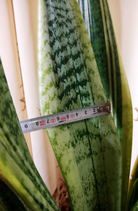 Сансевиерия Футура Суперба (Futura Superba)