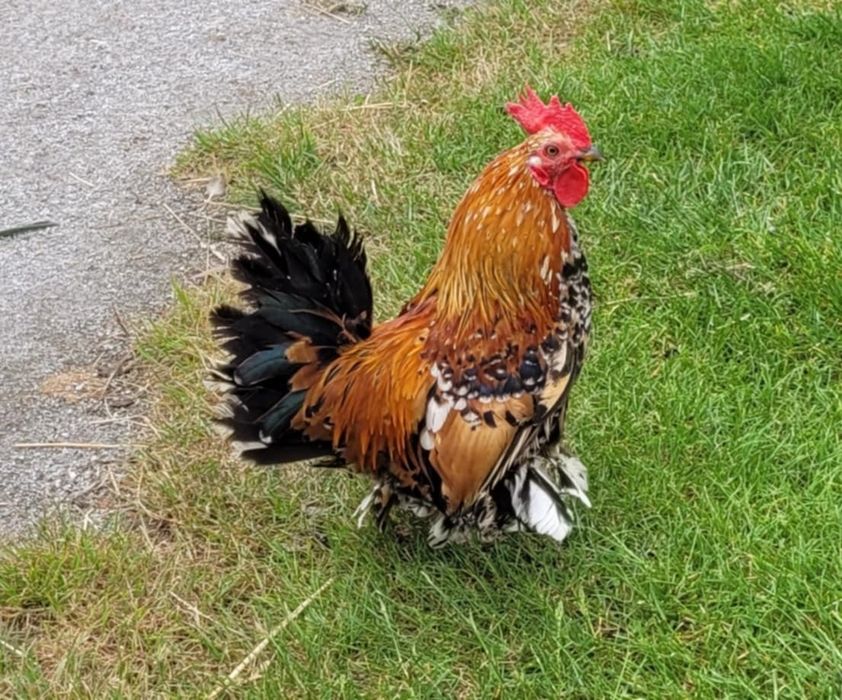 Karzełki łapciate 2+1