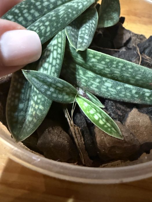 Пафілопеділум орхідея башмачок Paphiopedilum micranthum