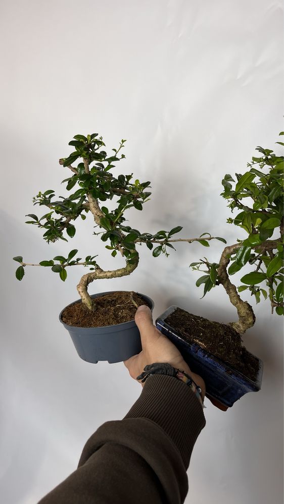 Karmona drobnolistna, bonsai, Idealny prezent