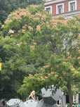 Albizia (arvore)