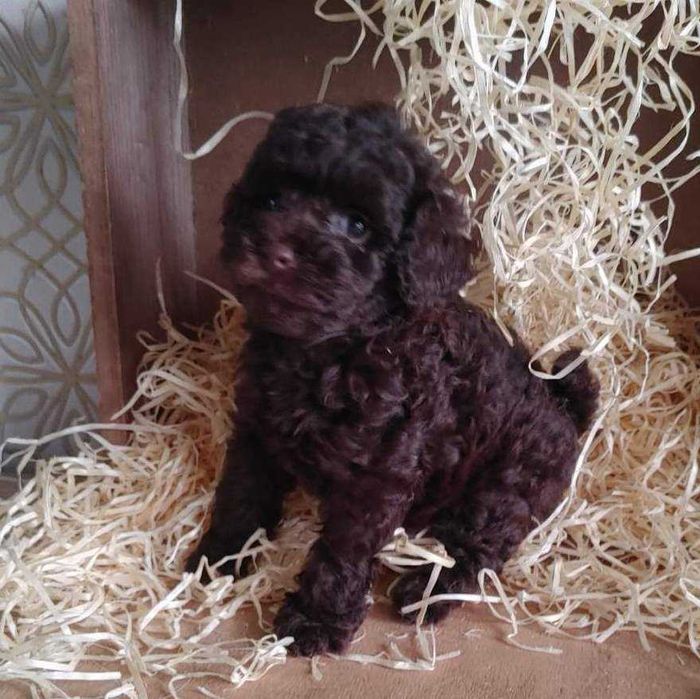 Роскошная крошка-девочка Шоколадного Той пуделя из Киева