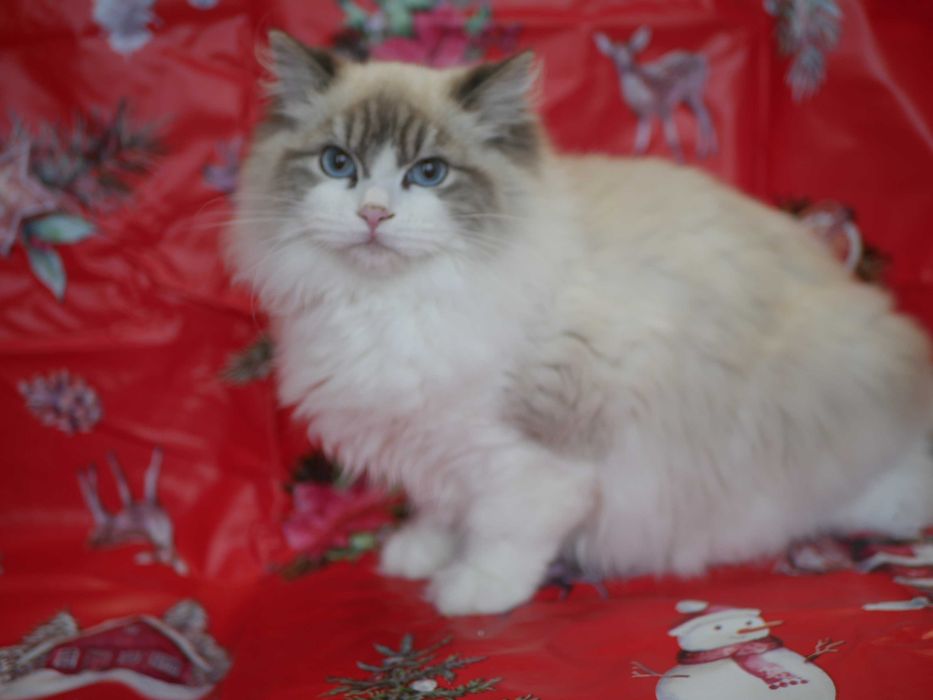 Ragdoll kocurek Dreamy już gotowy do odbioru po Championie ,FPL