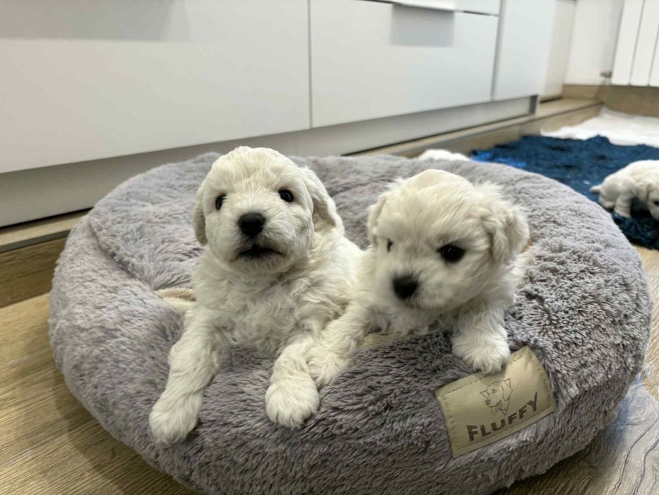 Śliczny chłopczyk Bichon Frise FCI