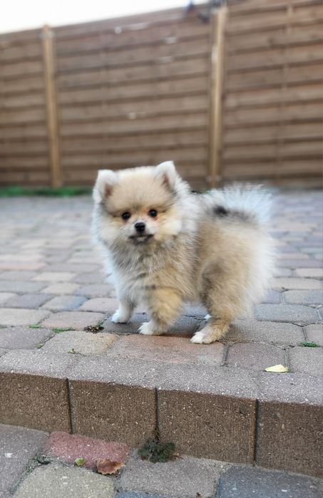 Szpic miniaturowy pomeranian