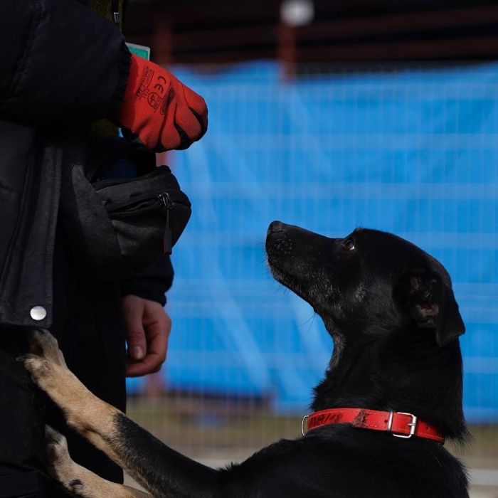 Dyplomowana behawiorystka, petsitterka, opieka nad psem i kotem