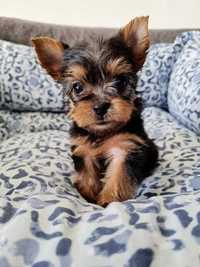 Mini Dziewczynka Yorkshire Terrier do 2kg z Rodowodem