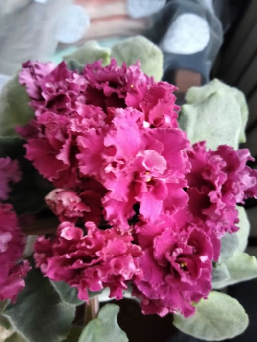 Фіалки.   квітучі