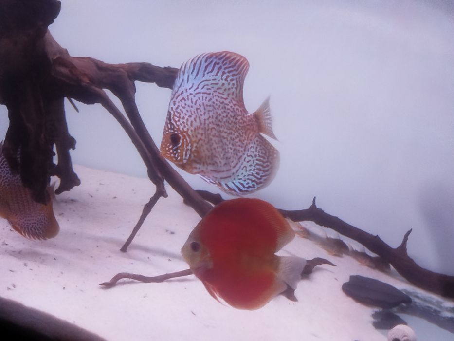 Aquário com sump