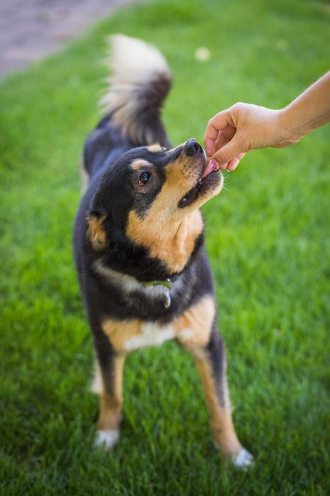 Bark mu łapki podaruj dom wspaniałej psinie