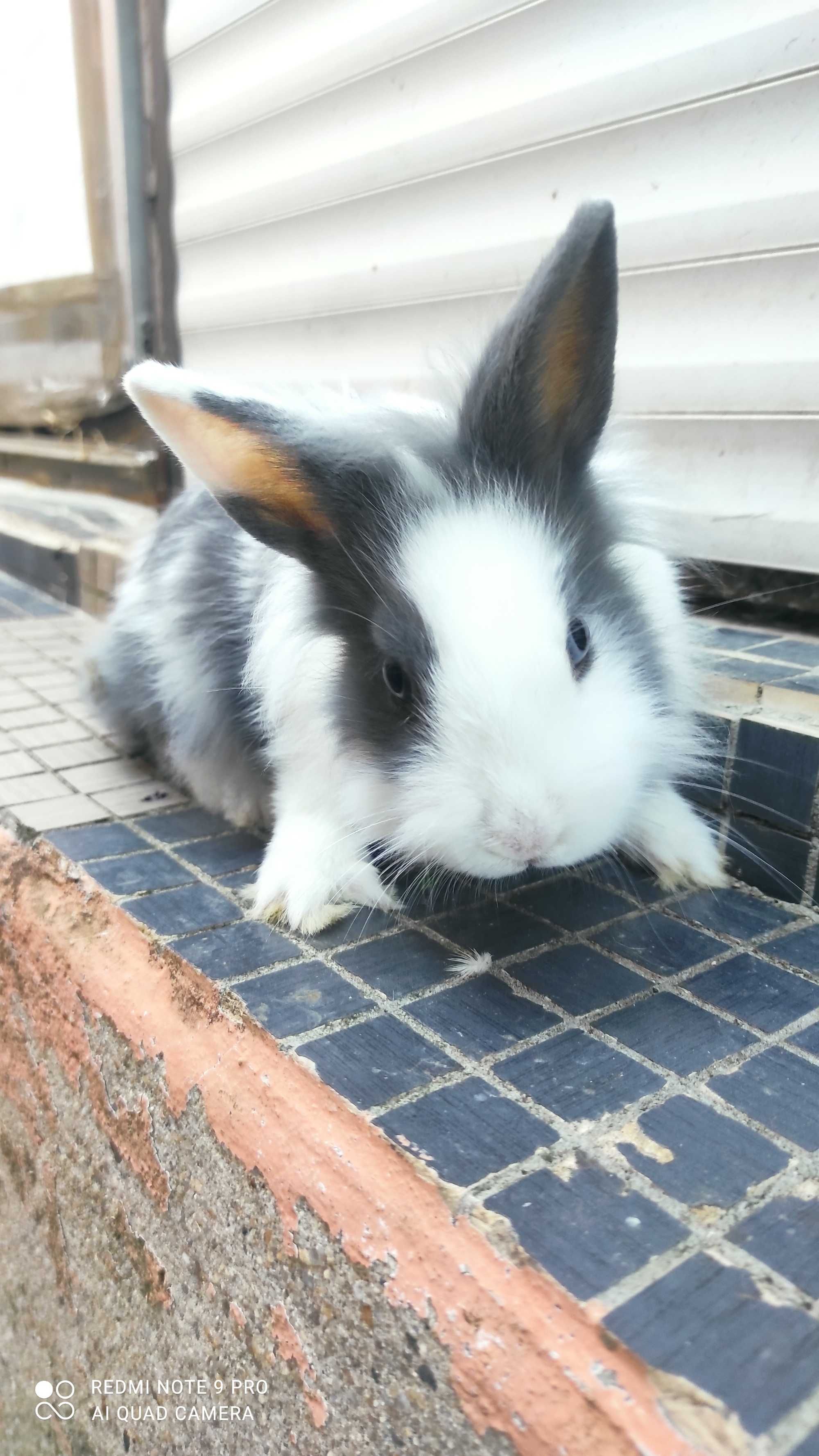 Coelhinhos anões com cerca quatro meses