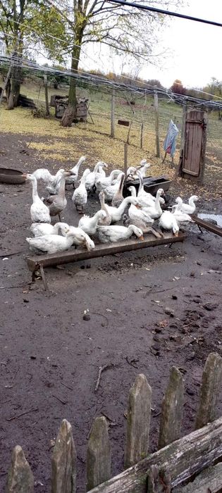 Гусенята 400 грн