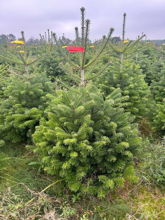 JODŁA KAUKASKA 100 - 220CM ! W Donicy ! Ukorzeniona Z Korzeniem! Jodla