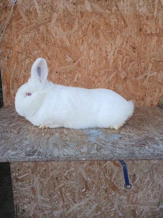 Nowozelandzki Biały