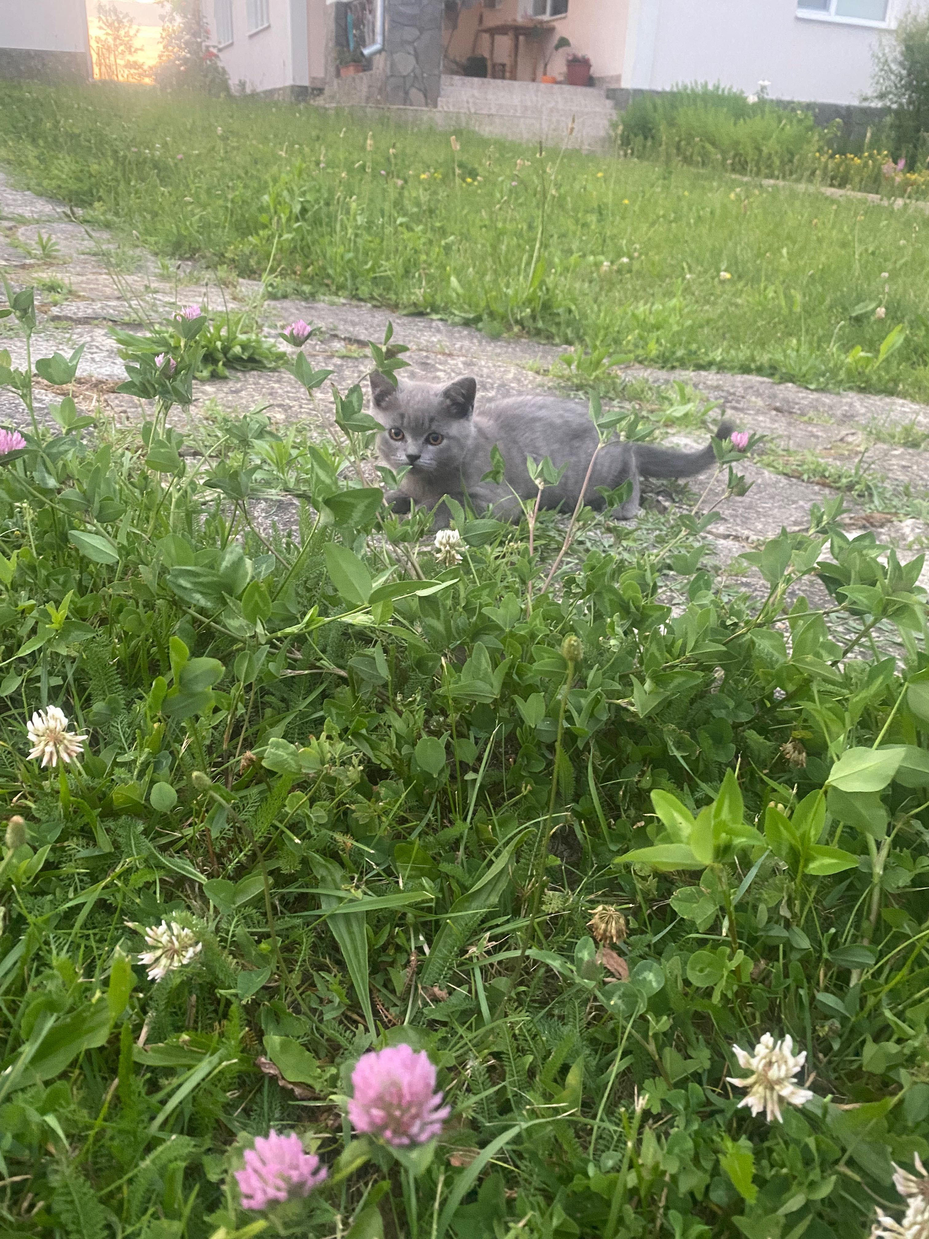 Котики британці висловухі