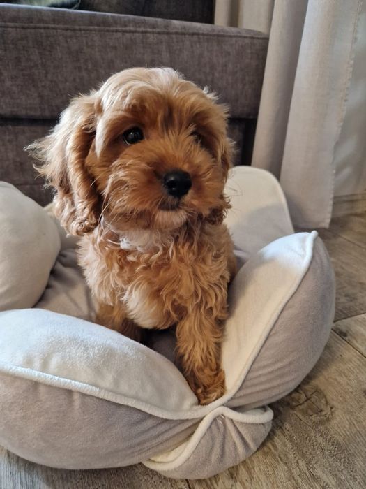 Pudel toy& cavalier piesek cavapoo