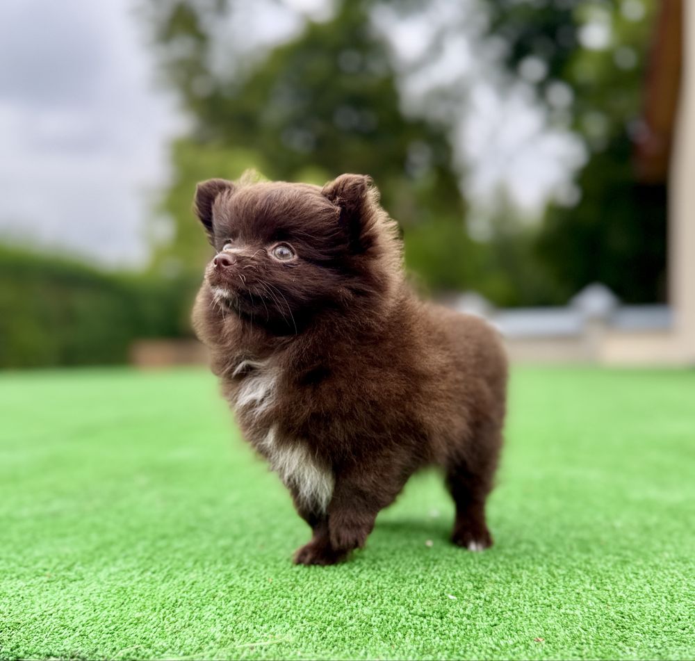 * Pomchi * czekoladowa,Chihuahua, szpic miniaturowy