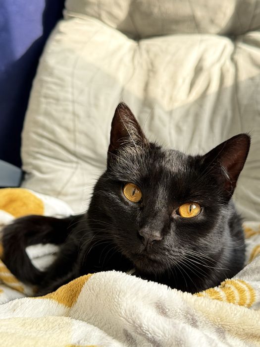 Spokojna Pchełka o miękkim spojrzeniu