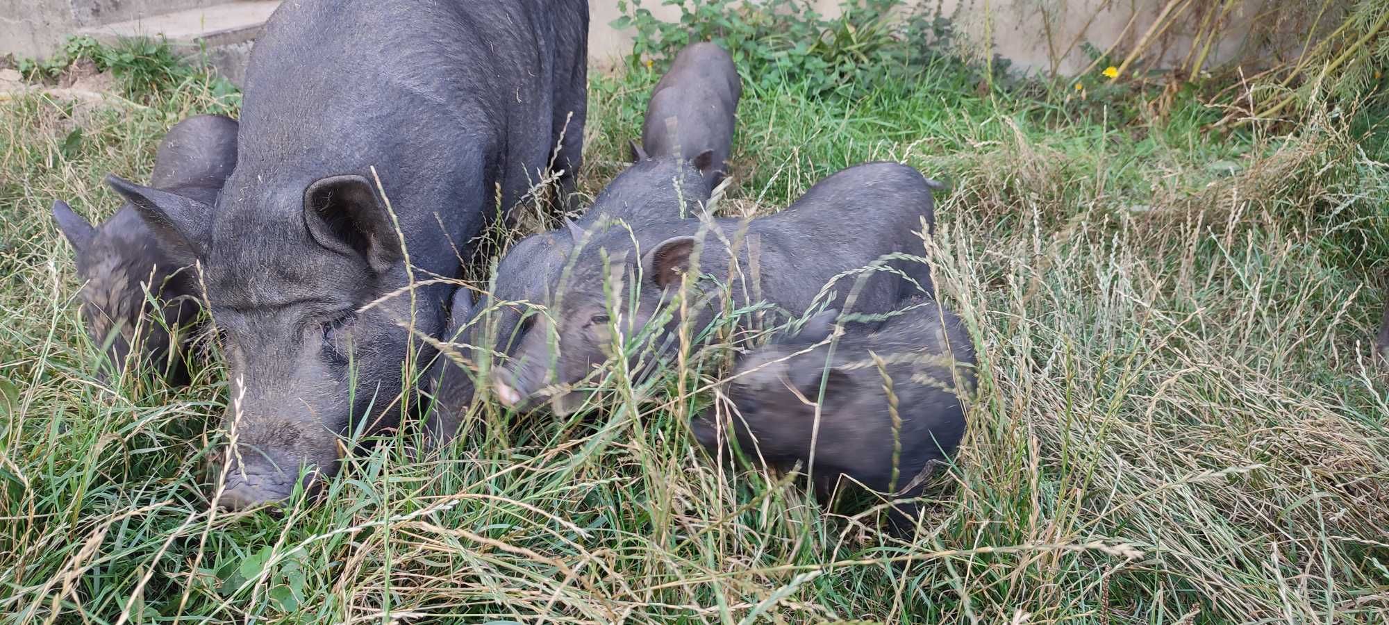 В'єтнамські поросята