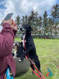 Urocza, mała, spokojna i delikatna Fredzia do adopcji