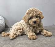 Maltipoo malutki chłopiec